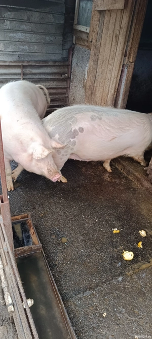 Vand porc  pentru Crăciun crescut in gospodărie  - imagine 5