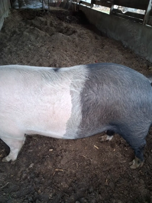 Vind porci  grași  200  250 kg  preț 12lei kg - imagine 3