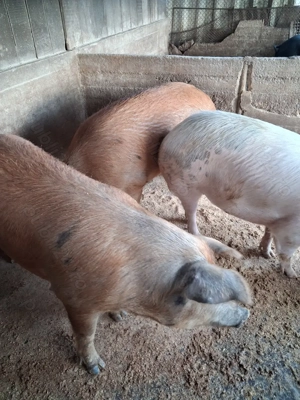 Vind porci  grași  200  250 kg  preț 12lei kg - imagine 2