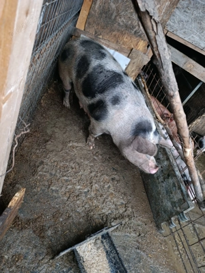 Vând purcei înțărcați și porci de tăiat  - imagine 4