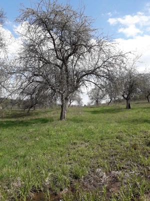 Vand casa 254 MP +  curte 439 MP  + teren intravilan 1.5 HA - Borlovenii-Noi, judetul Caras-Severin - imagine 16