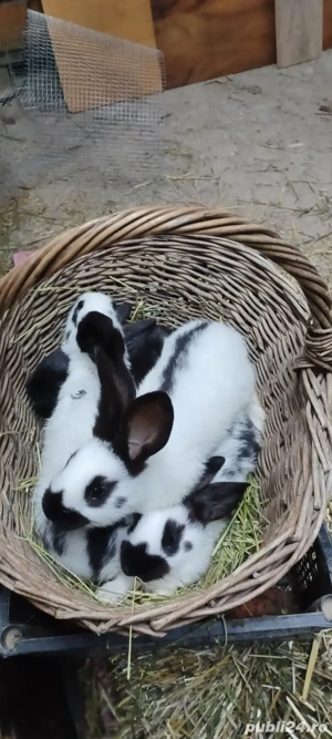 Iepurasi rasa fluture german 