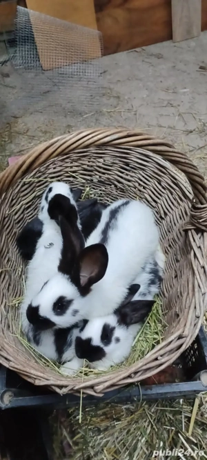 Iepurasi rasa fluture german 