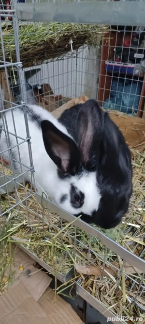 Iepurasi rasa fluture german  - imagine 2