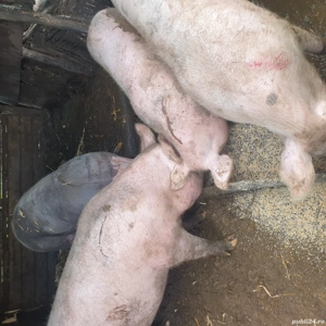 porci de vanzare - imagine 4