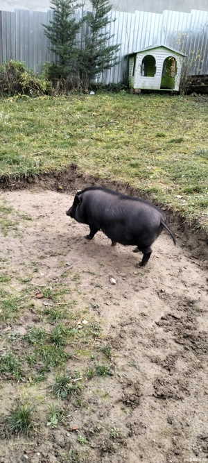 de vanzare porc vietnamez - imagine 2