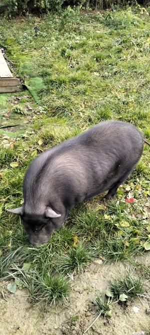 de vanzare porc vietnamez - imagine 5