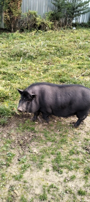 de vanzare porc vietnamez - imagine 3