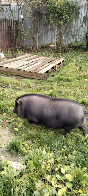 de vanzare porc vietnamez - imagine 4