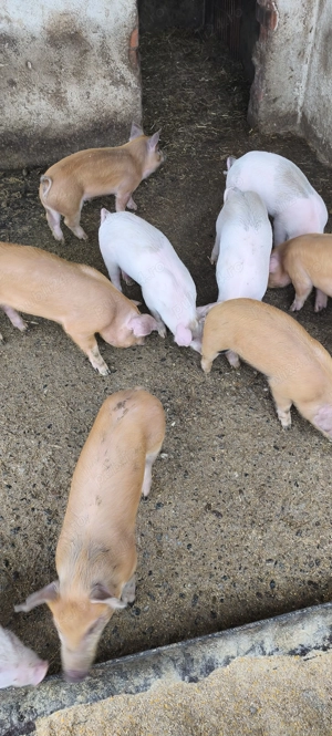 Vând purcei metisi ( marele alb +pietrain +duroc) - imagine 3