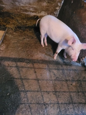 Vand o scrofita marele alb detali la  