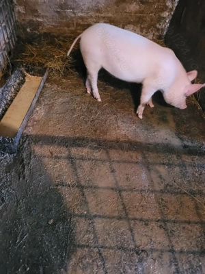 Vand o scrofita marele alb detali la   - imagine 2