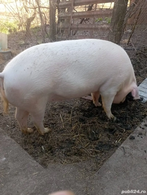 Porci Crăciun Porc Crăciun Mânăstirea Jud. Călărași  - imagine 2