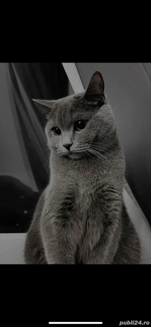 motan brittish british shorthair