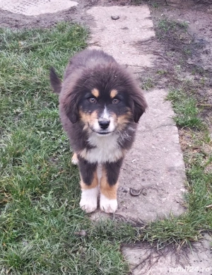 Câini ciobănesc pui  - imagine 3