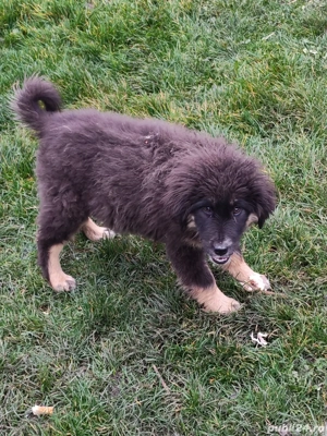 Câini ciobănesc pui  - imagine 2