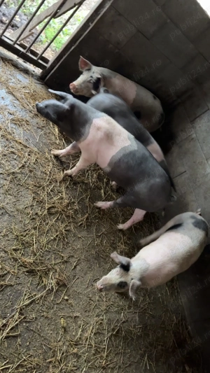 Purceii de vanzare in jur la 70-80 kg mai multe detalii la telefon   - imagine 2