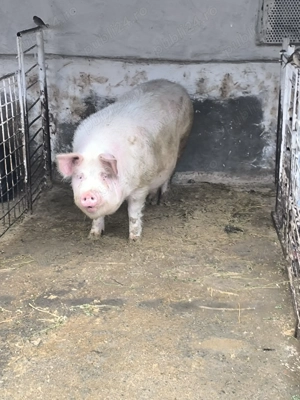 Vând porci - imagine 2