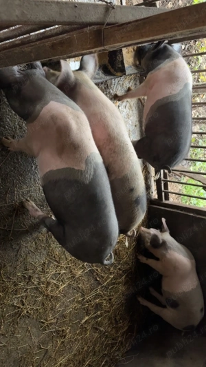 Purceii de vanzare in jur la 70-80 kg mai multe detalii la telefon   - imagine 3