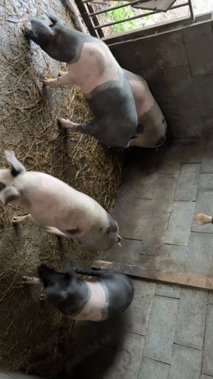 Purceii de vanzare in jur la 70-80 kg mai multe detalii la telefon  