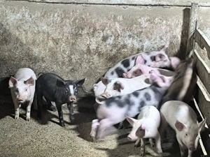 Vând porci - imagine 3