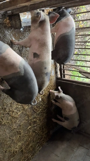 Purceii de vanzare in jur la 70-80 kg mai multe detalii la telefon   - imagine 4