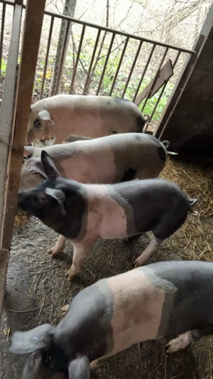 Purceii de vanzare in jur la 70-80 kg mai multe detalii la telefon   - imagine 5