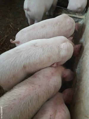 purcei pik 9 săptămâni  - imagine 4