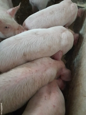 purcei pik 9 săptămâni  - imagine 2