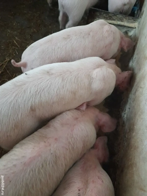 purcei pik 9 săptămâni  - imagine 3