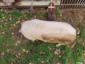 Vând Porc gras 150 kg sau schimb cu porumb 