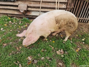 Vând Porc gras 150 kg sau schimb cu porumb  - imagine 3