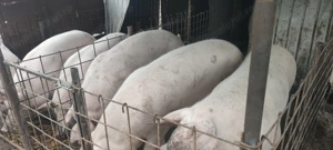 Porci de vanzare 150-200kg