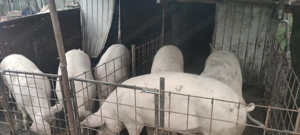 Porci de vanzare 150-200kg - imagine 2