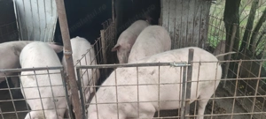 Porci de vanzare 150-200kg - imagine 3