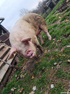 Vând Porc gras 150 kg sau schimb cu porumb  - imagine 2