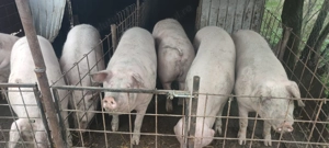 Porci de vanzare 150-200kg - imagine 4