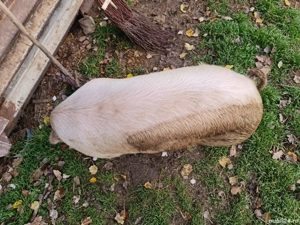 Vând Porc gras 150 kg sau schimb cu porumb  - imagine 4
