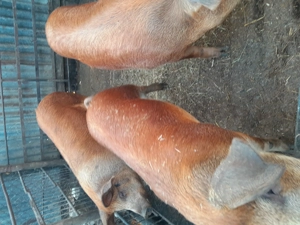 Vând porci pentru sacrificat