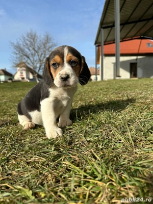 Vând Puiuți Beagle  - imagine 4