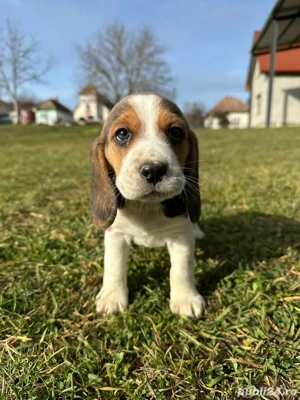 Vând Puiuți Beagle 
