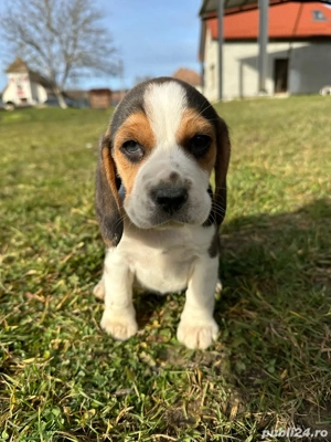 Vând Puiuți Beagle  - imagine 2