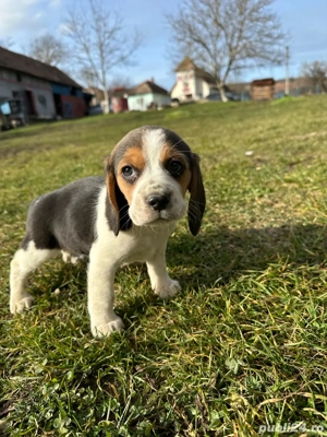 Vând Puiuți Beagle  - imagine 5