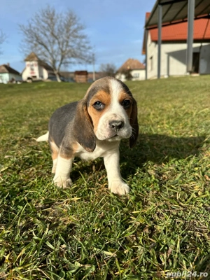 Vând Puiuți Beagle  - imagine 3