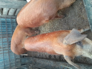 Vând porci pentru sacrificat - imagine 2