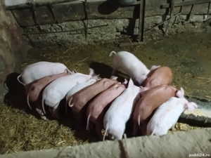 purcei de vanzare - imagine 2