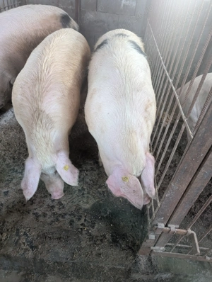 Porci de Vanzare  - imagine 3