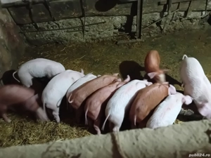 purcei de vanzare - imagine 3