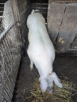 Porci de Vanzare  - imagine 2