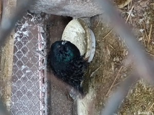 Vând porumbei  - imagine 3